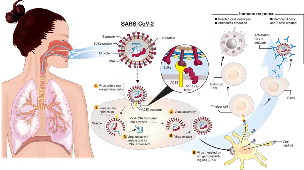 Covid Virus